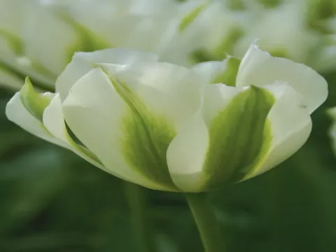 Tulipa viridiflora 'Springgreen'