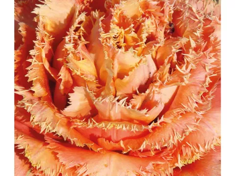 Tulipa franjer 'Sensual Touch'