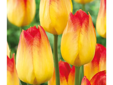 Tulipa triumph 'Suncatcher'