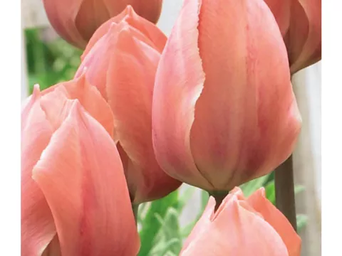 Tulipa Darwin hybr. 'Salmon Van Eijk'