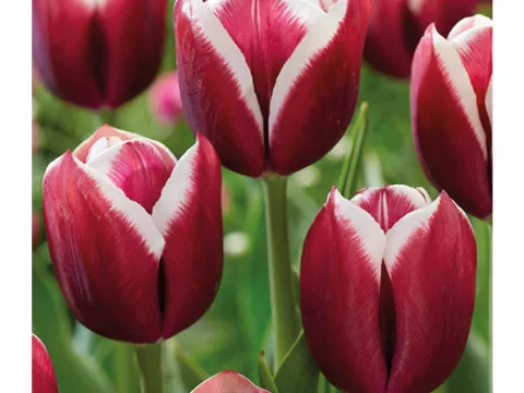Tulipa triumph 'Tiramisu'