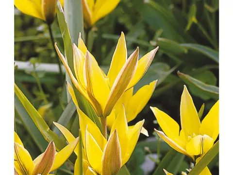 Tulipa mini 'Urumiensis'